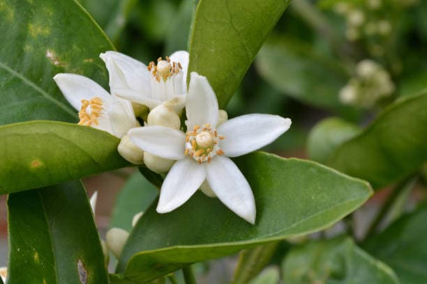 EAU DE FLEUR D'ORANGER