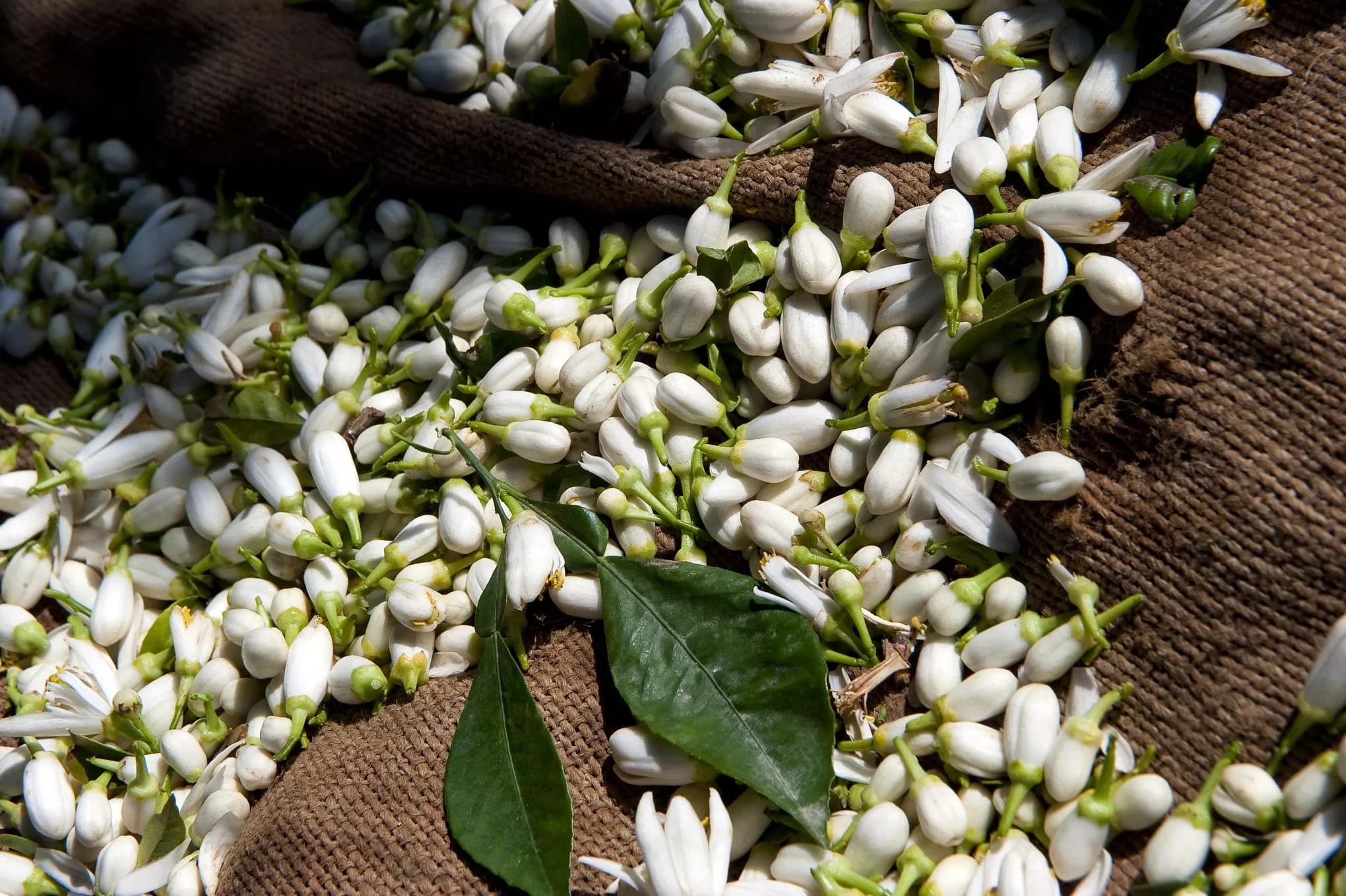 Plantation de bigaradier QUINTESSENCES